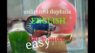 daphnia moina culture Easy way Unlimited production English  with sub Green water Chlorella [upl. by Anitsenre]