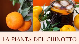 La pianta del Chinotto  Agrumi Lenzi [upl. by Couhp]