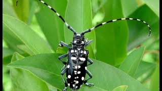 Invasive Species  Asian Longhorn Beetle [upl. by Trefor944]