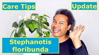 Update amp Care Tips  Stephanotis floribunda [upl. by Thornton]