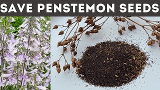 How to Save and Harvest Penstemon Seeds [upl. by Halilak]