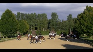 Quadrille reiten [upl. by Clements]