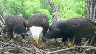 DECORAH EAGLES 🐣🐣🐣 OH NO SUPERMOMS QUICK REACTION ◕ EAGLETS AT NINE WEEKS ◕ AWESOME JOB MOM [upl. by Nnylacissej395]