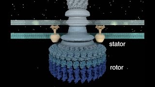 The Bacterial Flagellar Motor [upl. by Girhiny806]