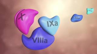 Coagulation Cascade Animation  Physiology of Hemostasis [upl. by Enirhtak431]