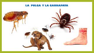 ANIMALES PERJUDICIALES [upl. by Yuh]