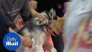 Pit bull savagely attacks Siberian husky at pet show [upl. by Aita438]