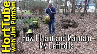 How I Plant and Maintain Daffodil Bulbs Narcissus💐 [upl. by Cul15]