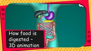 Science  How food is digested  3D animation  English [upl. by Vera]