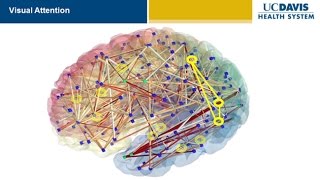 Brain Research New Discoveries and Breakthroughs at UC Davis [upl. by Oemor]