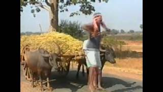 Halia Pila  Pure Classic Old Sambalpuri Video Songs [upl. by Evadnee602]