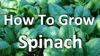 How to Grow Spinach  Complete Growing Guide [upl. by Ninos]