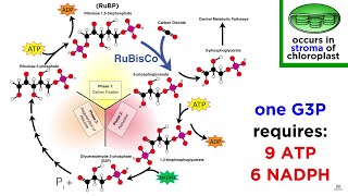 Photosynthesis Light Reactions and the Calvin Cycle [upl. by Otrebla613]