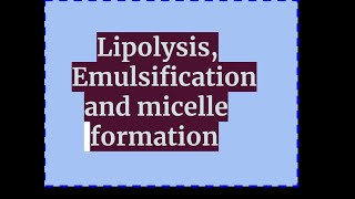 Lipolysis emulsification and micelle formation [upl. by Otnas]