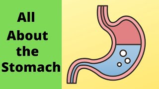 All about the stomach [upl. by Alysa]