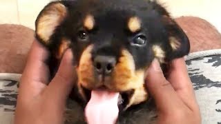 THE BEST CUTE AND FUNNY DOG VIDEOS OF 2023 🐶 [upl. by Skeie]