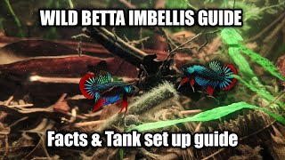 Wild Betta Imbellis species and care guide  FranksBettas [upl. by Ynogoham]