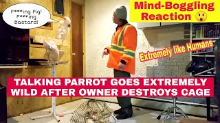 SWEARING PARROT Goes BERSERK After Owner Destroys Cage [upl. by Nah200]