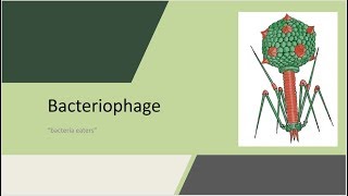 Bacteriophage  quotbacteria eatersquot [upl. by Ykroc177]