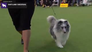 Shetland Sheepdogs  Breed Judging 2020 [upl. by Aihsiym382]