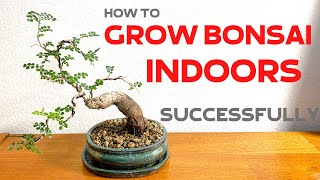 How to grow Bonsai trees indoors successfully [upl. by Hew128]