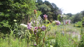 Heal All  Prunella Vulgaris [upl. by Edlihtam996]