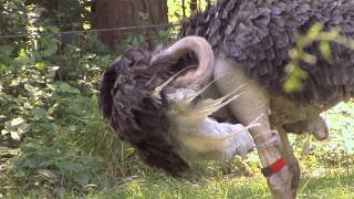 Ostriches at the Bronx Zoo [upl. by Kepner]