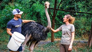 Couple raises OSTRICHES on their mountain homestead [upl. by Naahs]