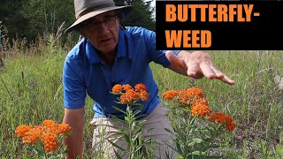 Butterflyweed Asclepias tuberosa Profile [upl. by Eneluqcaj]