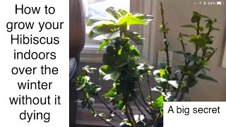 How to grow a hibiscus indoors over the winter [upl. by Brick]