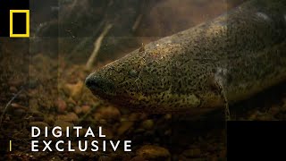 The African Lungfish  National Geographic UK [upl. by Manson744]