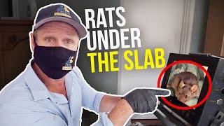 RATS coming in UNDER A SLAB FOUNDATION How to REMOVE Rats QUICKLY Twin Plumbing [upl. by Halonna203]