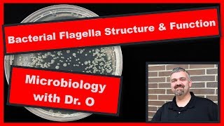 Bacterial Flagella Structure and Function Microbiology [upl. by Ocirederf]