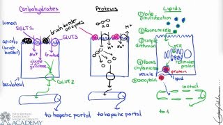 Small Intestine amp Nutrient Absorption [upl. by Aicinet]