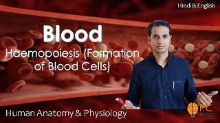 Haemopoiesis Formation of Blood Cells RBCs WBCs and Platelets [upl. by Derfliw]