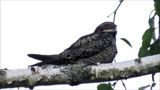 The Lovely Song of a Common Nighthawk at Dusk [upl. by Carita]