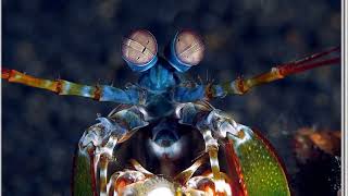 Facts The Mantis Shrimp [upl. by Alby]