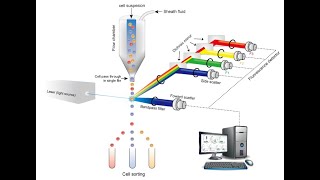 Flow cytometry introduction and sample preparation [upl. by Zinnes96]