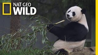 Giant Pandas 101  Nat Geo Wild [upl. by Ekaterina]