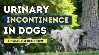 Urinary Incontinence in Dogs 5 Holistic Remedies [upl. by Mart276]