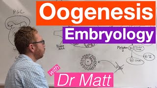 Oogenesis  Embryology [upl. by Tecil]