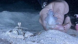 Mantis Shrimp Attacks with its Lightning Quick Hunting Skills  Deadly 60  BBC Earth Explore [upl. by Lleuqram]