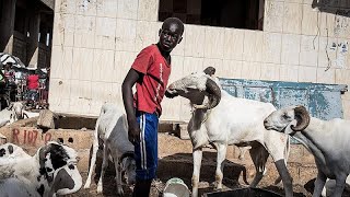 Sénégal  les moutons géniteurs sarrachent pour Tabaski [upl. by Sac]