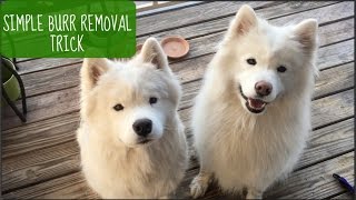 How To Easily Remove Burrs from Dog Fur Shown on Samoyeds [upl. by Chatav]