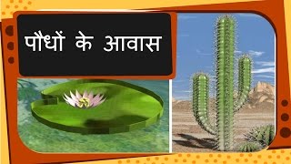 Science  Plant Habitat and adaptation  Hindi [upl. by Uok]