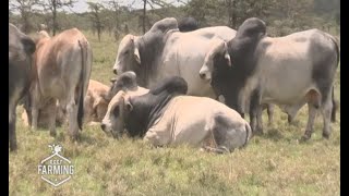 Beef farming and livestock management in Olpejeta conservancy  part 1 [upl. by Ade]