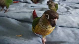 Green Cheek Conure Family Making Weird Noises [upl. by Chiquita]