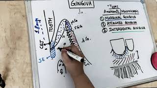 gingiva anatomy  part 1 Carranza [upl. by Bonilla58]