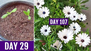 How to GROW DimorphothecaAfrican DAISY From Seed [upl. by Yraeg754]