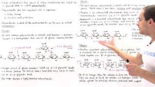 Polysaccharides Glycogen Starch and Cellulose [upl. by Kulsrud]